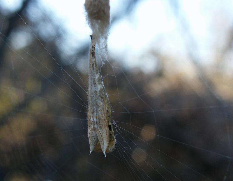 Arachnura_higginsi_D5981_Z_88_Home Wendy Eiby_Australie.jpg